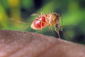 Новаторски подход срещу комарите прилага Община Созопол 1