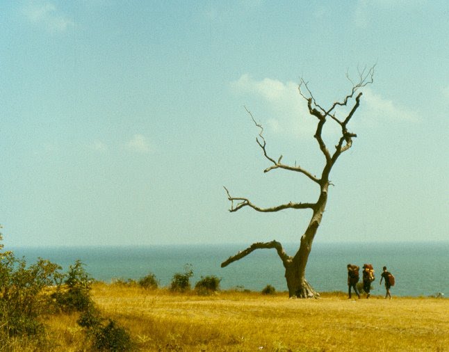 Сухото дърво на нос Колокита край Созопол
